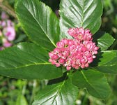 Sorbus chamaemespilus