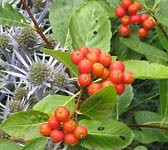 Sorbus chamaemespilus