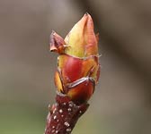 Sorbus chamaemespilus