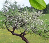 Malus domestica