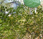 Cotoneaster tomentosus