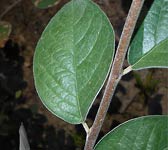 Cotoneaster tomentosus