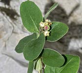 Cotoneaster tomentosus