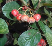 Cotoneaster tomentosus