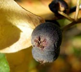 Cotoneaster tomentosus