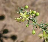 Asparagus acutifolius