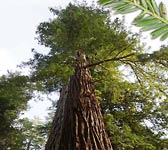 Sequoia sempervirens