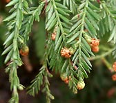 Sequoia sempervirens