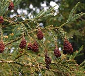 Sequoia sempervirens