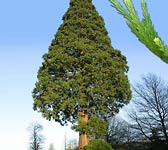 Sequoiadendron giganteum