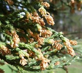 Sequoiadendron giganteum