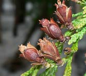 Thuja plicata