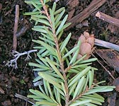 Tsuga heterophylla