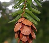 Tsuga heterophylla