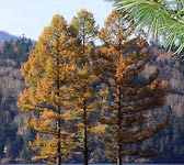 Larix kaempferi