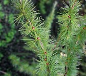 Larix kaempferi