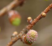 Larix kaempferi