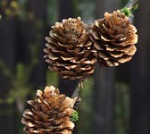 Larix kaempferi