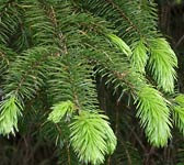 Picea sitchensis