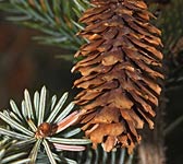 Picea sitchensis