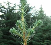 Picea sitchensis