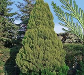 Chamaecyparis lawsoniana