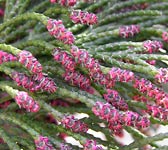 Chamaecyparis lawsoniana