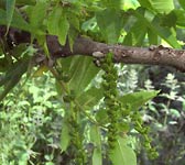 Juglans nigra