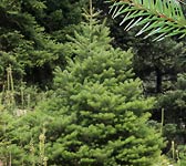 Abies cephalonica