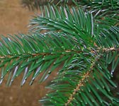 Abies cephalonica