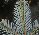 Abies cephalonica