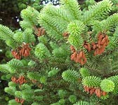 Abies cephalonica