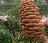 Abies cephalonica