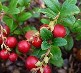 Vaccinium vitis-idaea