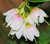 Vaccinium vitis-idaea