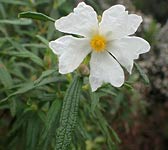 Cistus monspeliensis