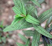 Cistus monspeliensis