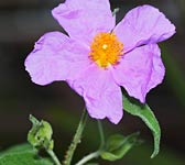 Cistus creticus