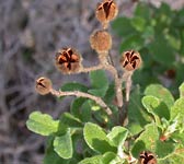 Cistus creticus