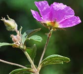 Cistus creticus