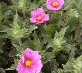 Cistus crispus