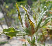 Cistus crispus