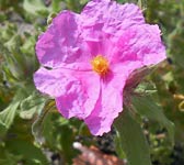 Cistus crispus