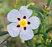 Cistus ladanifer