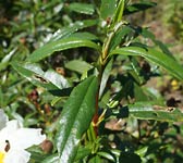 Cistus ladanifer