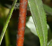 Cistus ladanifer