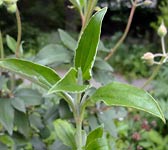 Cistus laurifolius