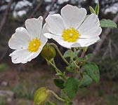 Cistus salviifolius