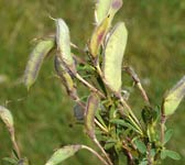 Genista pilosa