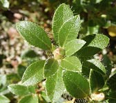 Rhododendron hirsutum